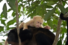 Albino_Monkey_-_Costa_Rica_SP
