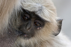 Hanuman_Langur_Infant