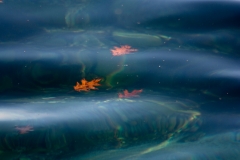 Leaves_in_Water_sp