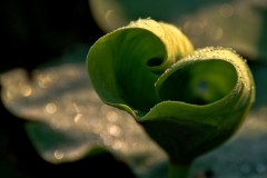 Lily_Leaf_sp