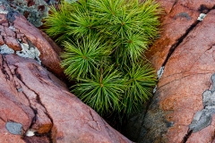 c24-Tree_Growth_in_Rock_Crevice