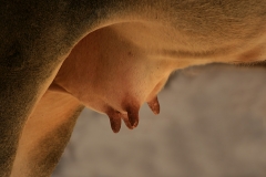 c58-Udder