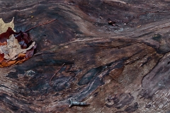 c70-Log_and_Leaves