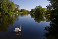 c79-PI1_A_Anthony_Schatzky_Swan_on_Lake_Consecon