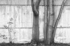 Trees-wall-for-ASP-site