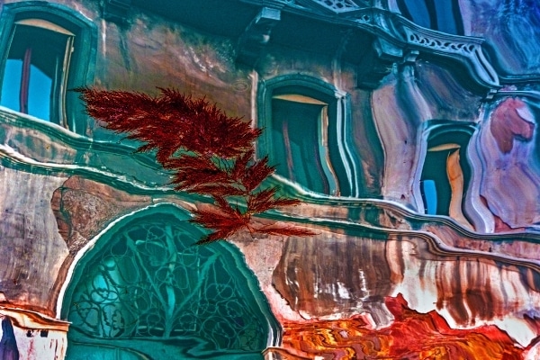 Venice-Branch-in-Reflection-copy