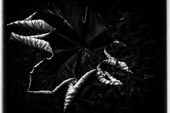 BW-leaf-1a