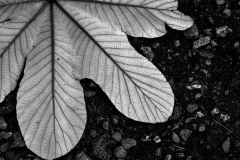 BW-leaf-2a
