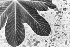 BW-leaf-2ab