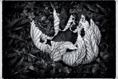 BW-leaf-4arevised