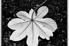 BW-leaf-5a