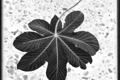 BW-leaf-5ainverted